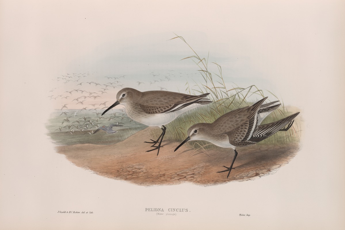 John Gould - Pelinda cinclus. (Winter plumage). Dunlin (winter plumage).