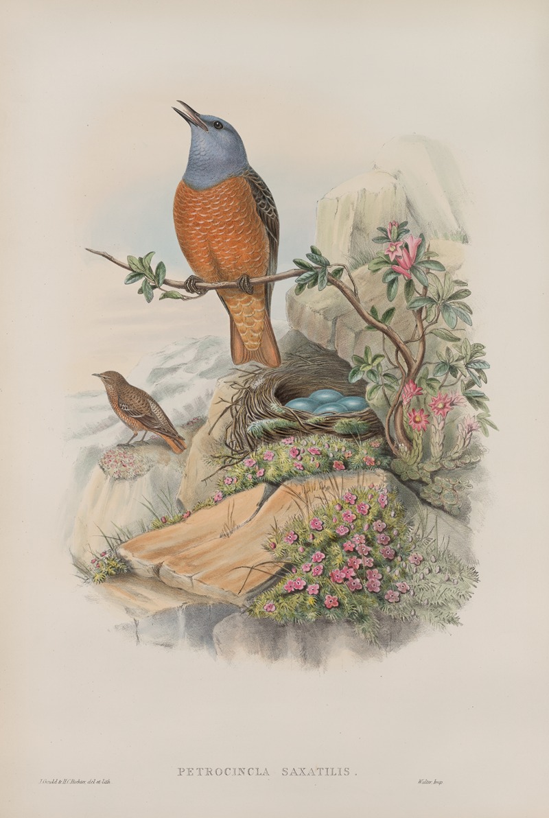 John Gould - Petrocincla saxatilis. Rock-Thrush.
