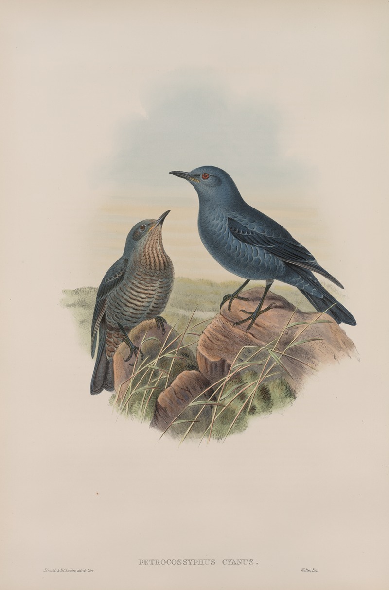 John Gould - Petrocossyphus cyanus. Blue Rock-Thrush.