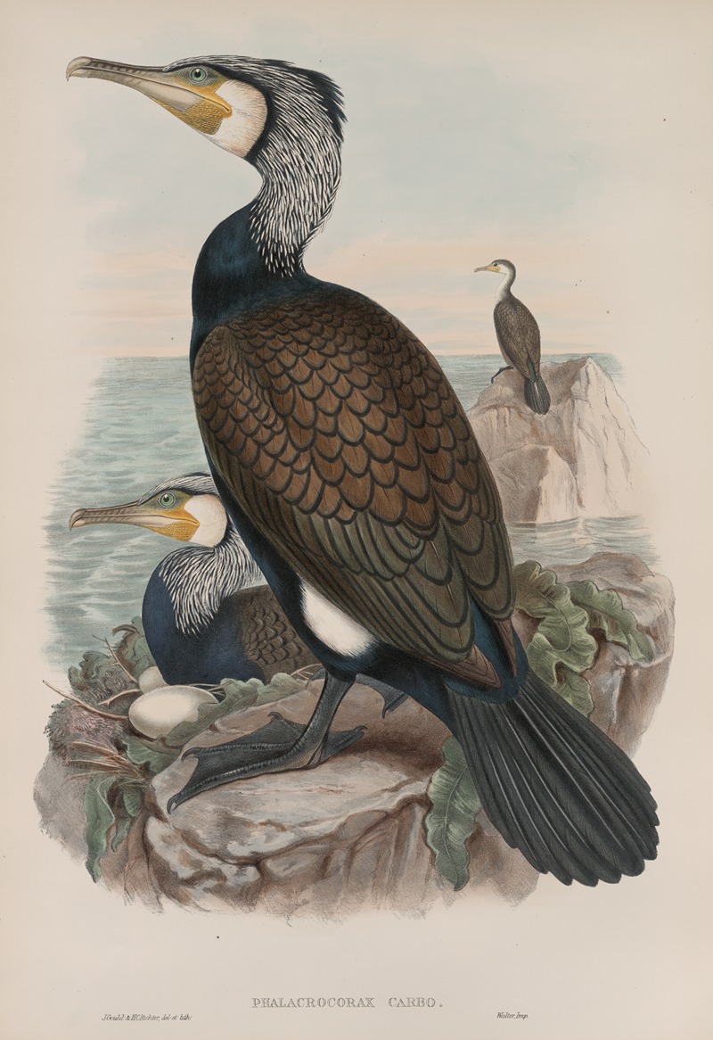 John Gould - Phalacrocorax carbo. Cormorant.