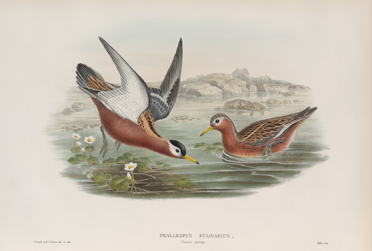 John Gould - Phalaropus fulicarius. Summer plumage. Grey Phalarope (summer plumage).