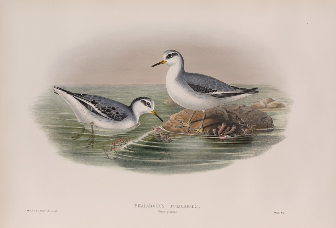 John Gould - Phalaropus fulicarius. Winter plumage. Grey Phalarope (winter plumage).