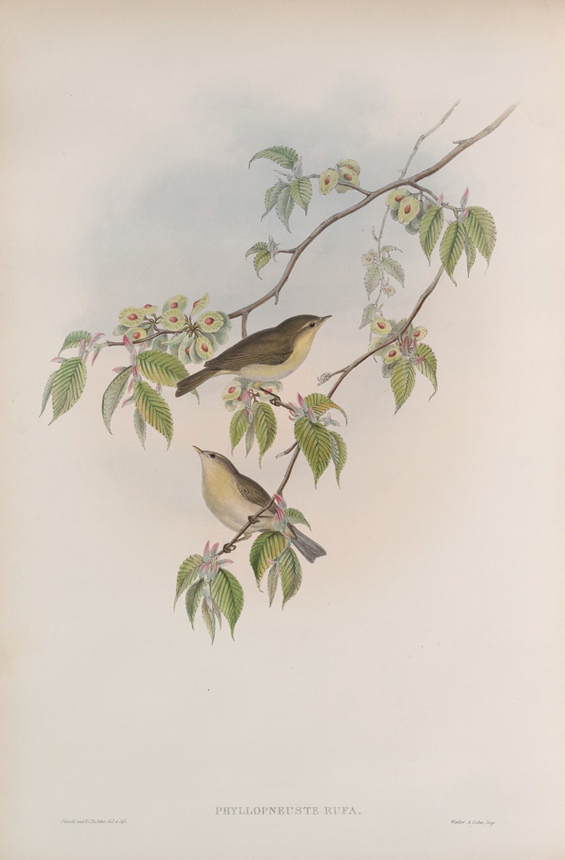 John Gould - Phyllopneuste rufa. Chiff-chaff.
