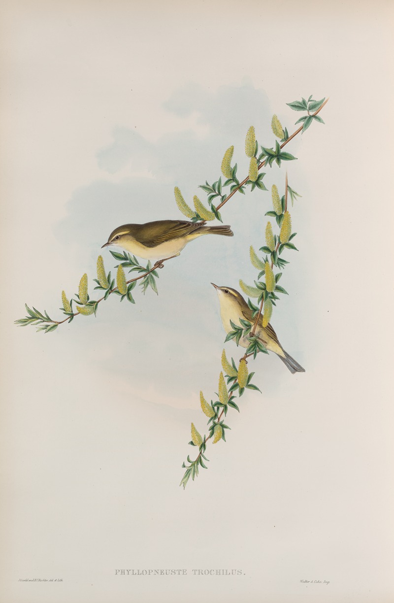John Gould - Phyllopneuste trochilus. Willow-Wren.