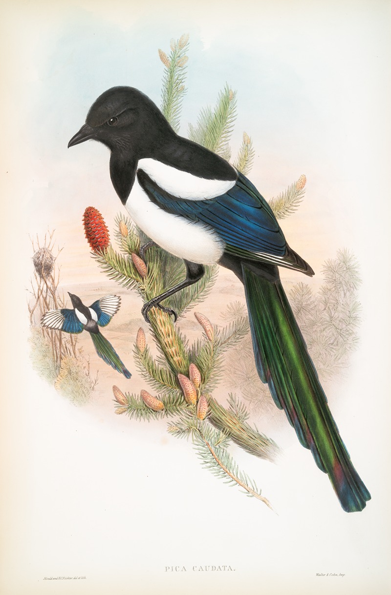 John Gould - Pica caudata. Magpie.