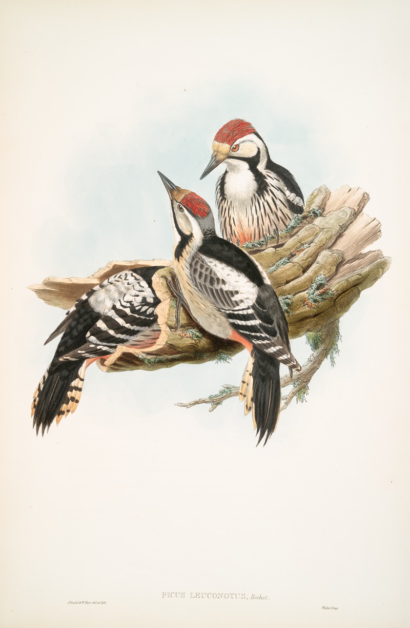 John Gould - Picus leuconotus. White-backed Woodpecker.