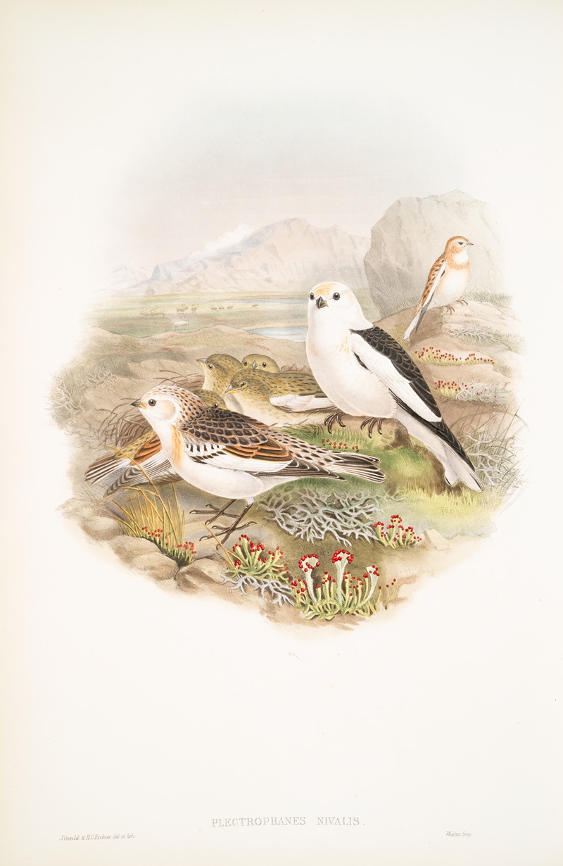 John Gould - Plectrophanes nivalis. Snow Bunting, or Snowflake.