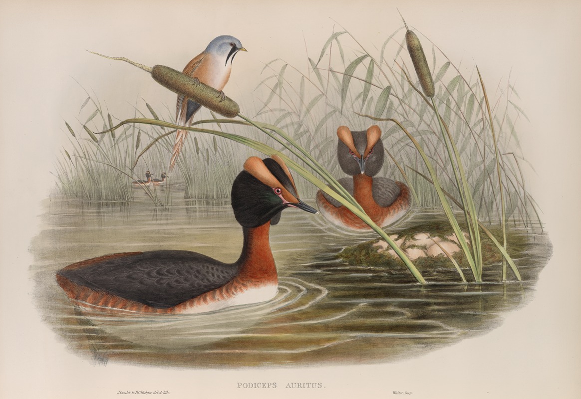 John Gould - Podiceps auritus. Horned Grebe.