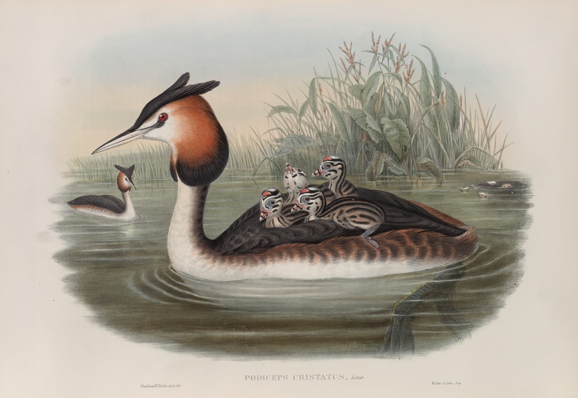 John Gould - Podiceps cristatus. Great Crested Grebe.