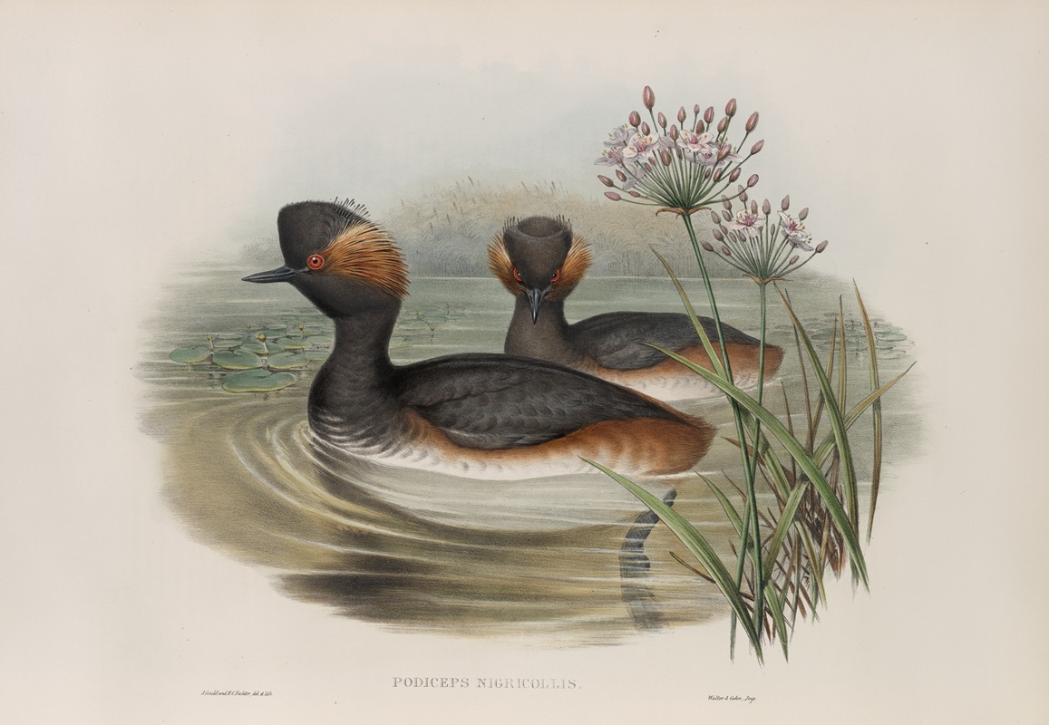 John Gould - Podiceps nigricollis. Eared Grebe.