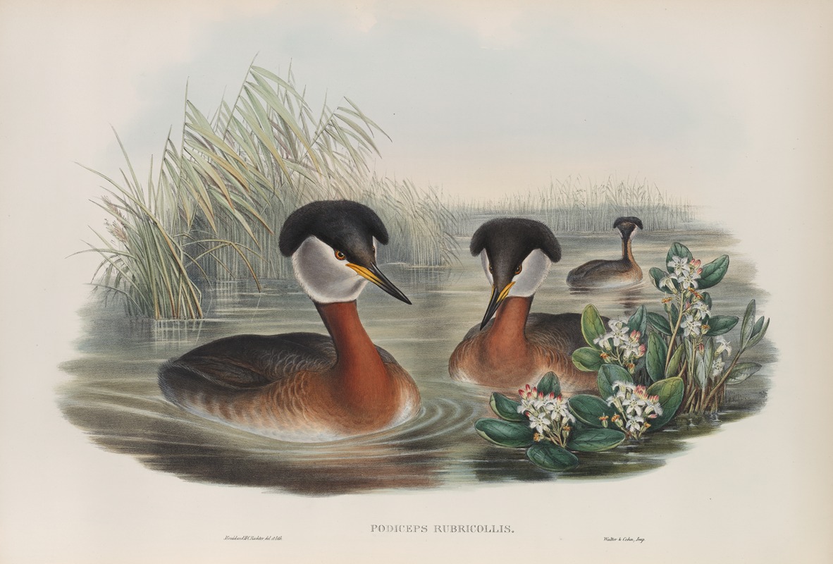John Gould - Podiceps rubricollis. Red-necked Grebe.