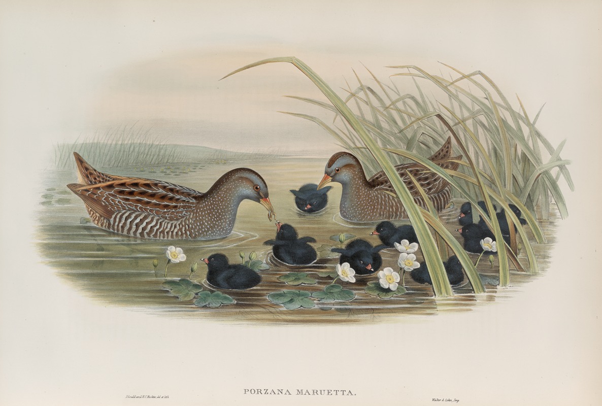 John Gould - Porzana maruetta. Spotted Crake.
