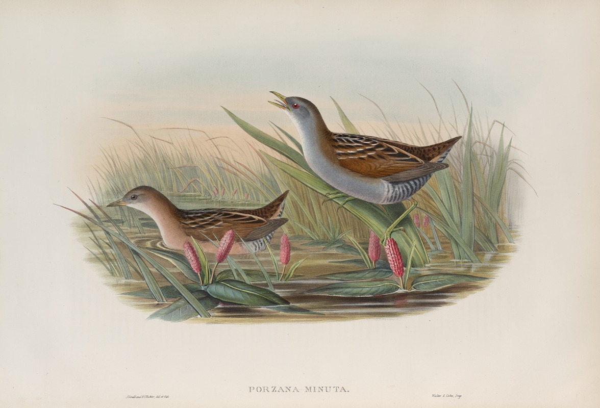 John Gould - Porzana minuta. Olivaceous Crake.