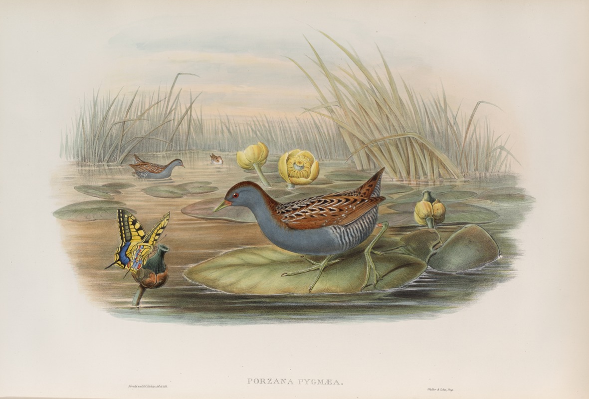 John Gould - Porzana pygmæa. Baillon’s Crake.