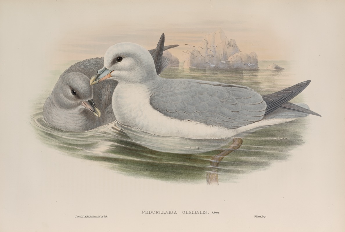 John Gould - Procellaria glacialis. Fulmar.