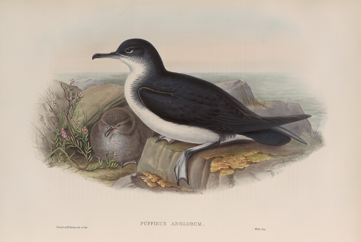 John Gould - Puffinus anglorum. Manx Shearwater.
