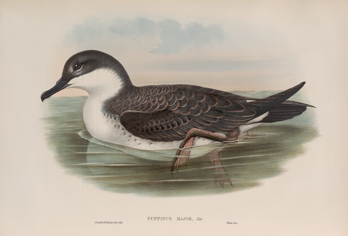 John Gould - Puffinus major. Great Shearwater.