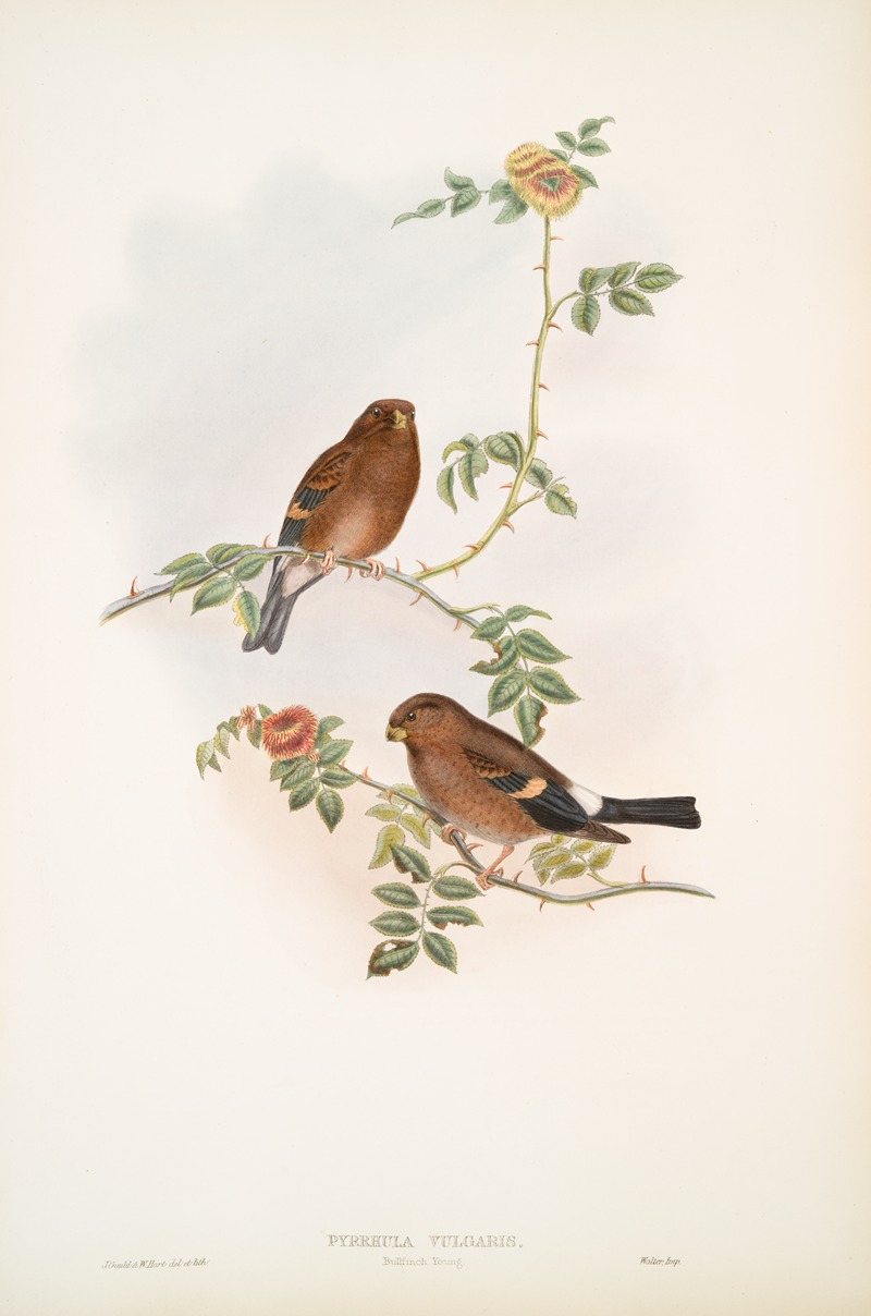 John Gould - Pyrrhula vulgaris. Bullfinch Young.
