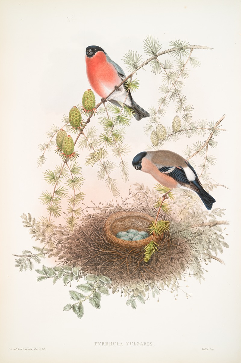 John Gould - Pyrrhula vulgaris. Bullfinch.