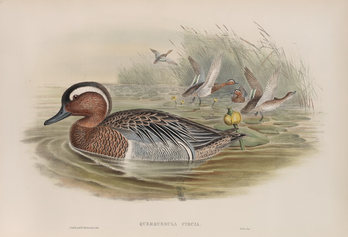 John Gould - Querquedula circia. Garganey.