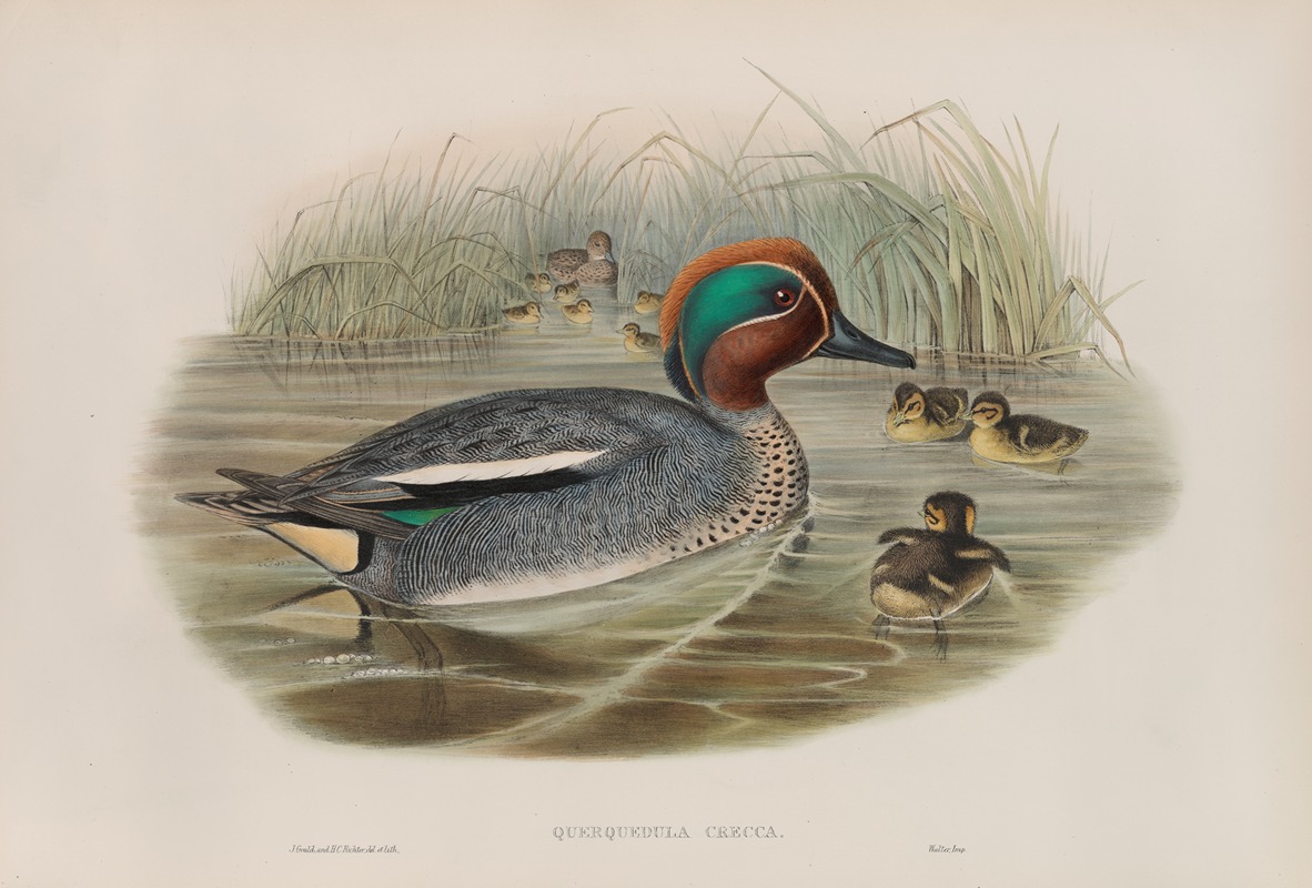 John Gould - Querquedula crecca. Teal.