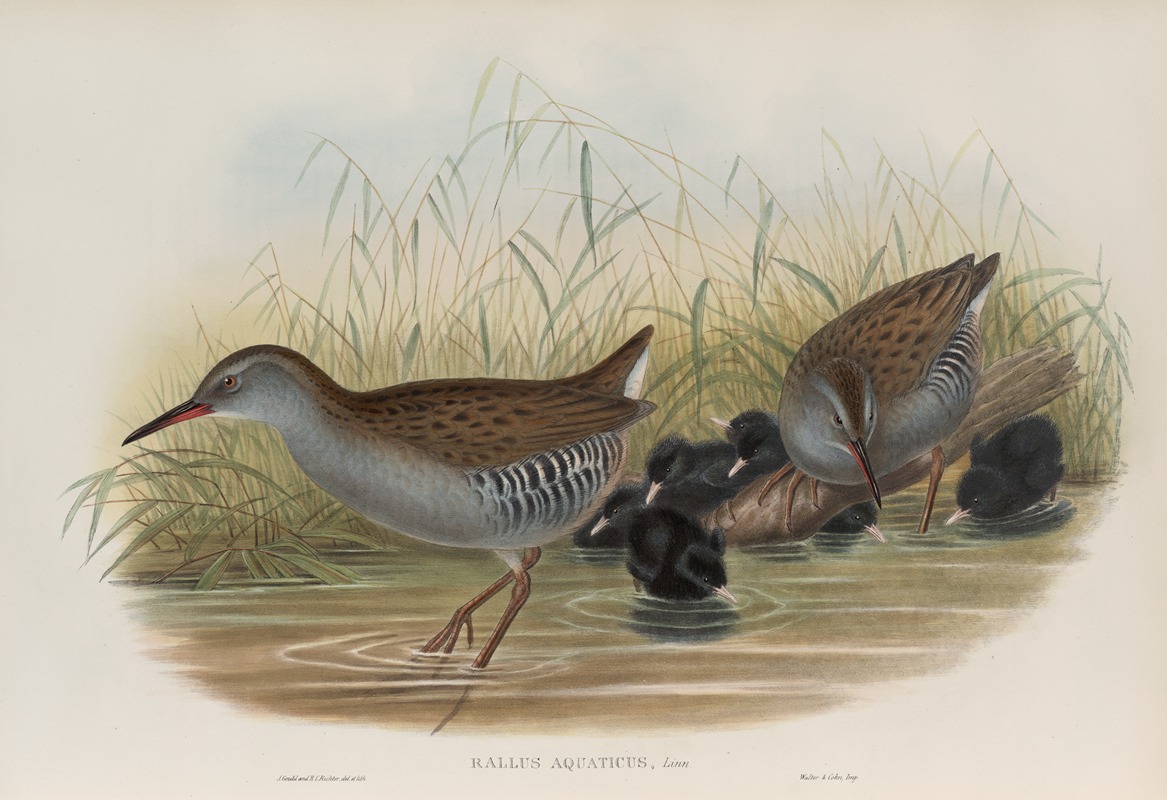 John Gould - Rallus aquaticus. Water-Rail.