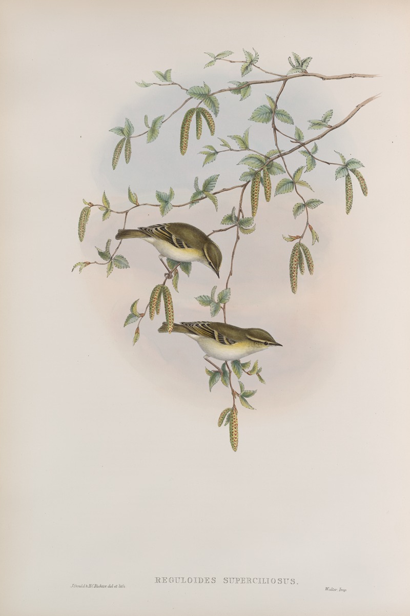 John Gould - Reguloïdes superciliosus. Yellow-browed Warbler.