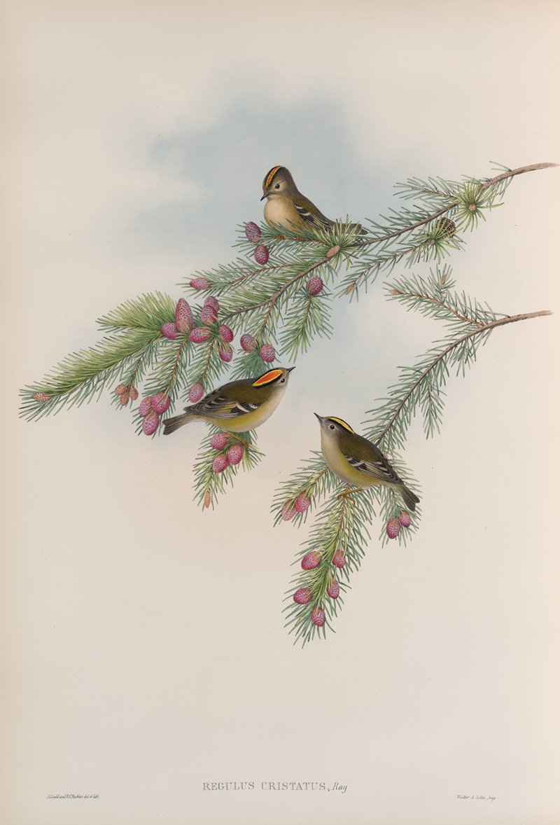John Gould - Regulus cristatus. Golden-crested Wren, or Kinglet.