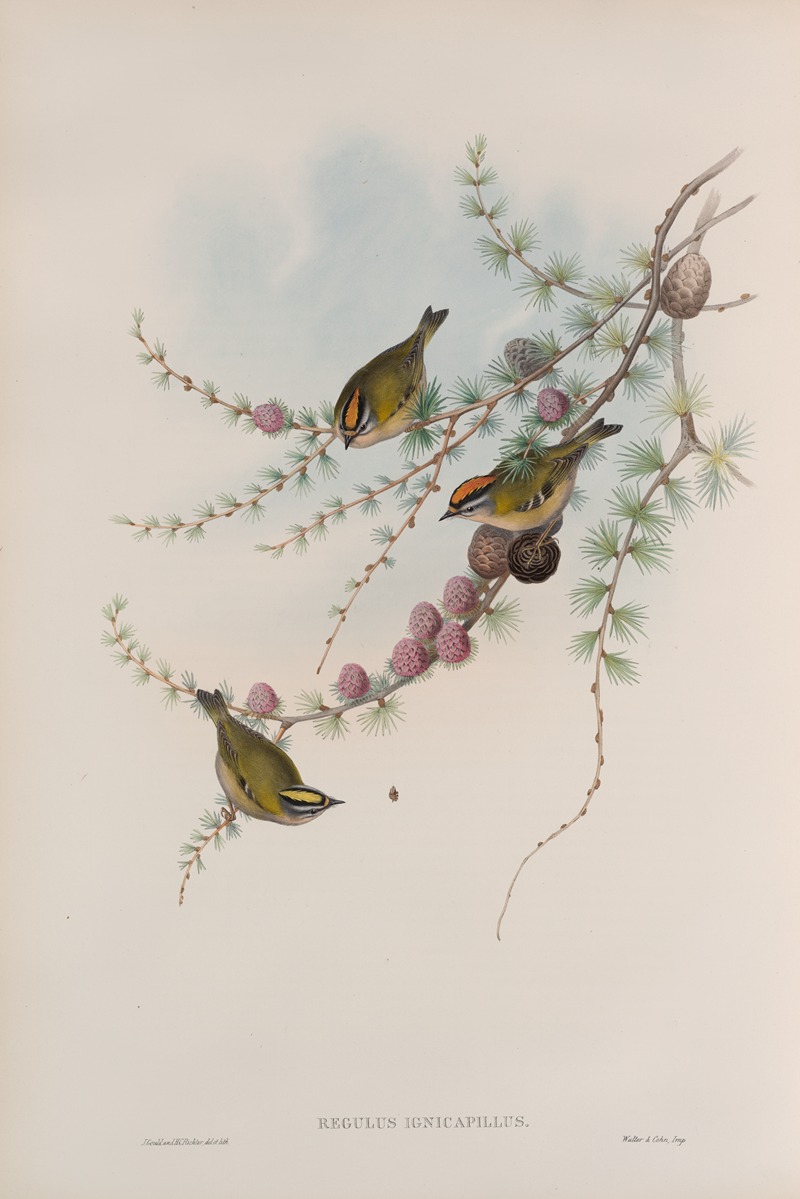 John Gould - Regulus ignicapillus. Fire-crested Wren.