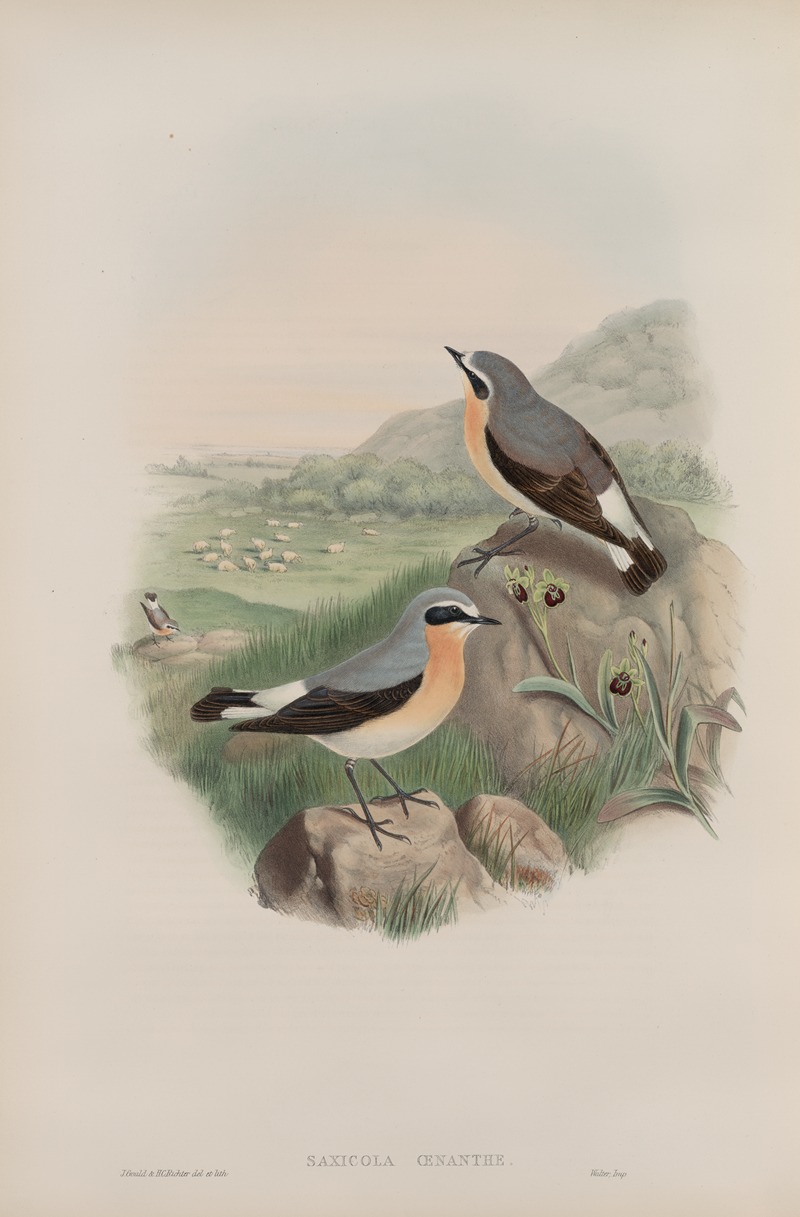 John Gould - Saxicola oenanthe. Wheatear.