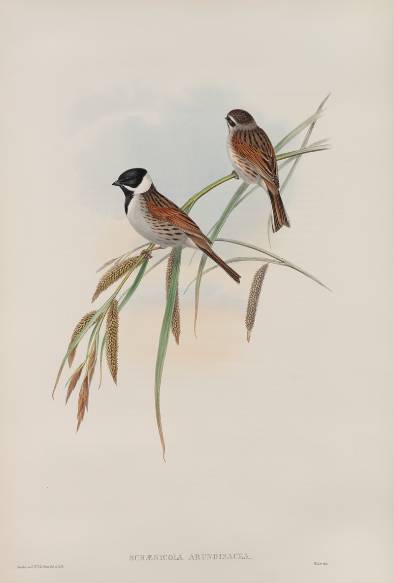 John Gould - Schænicola arundinacea. Reed-Bunting.