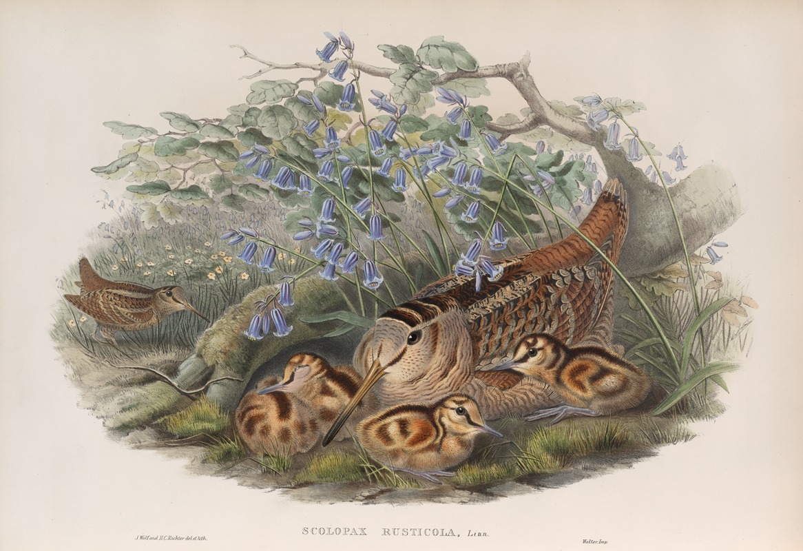 John Gould - Scolopax rusticola. Woodcock.