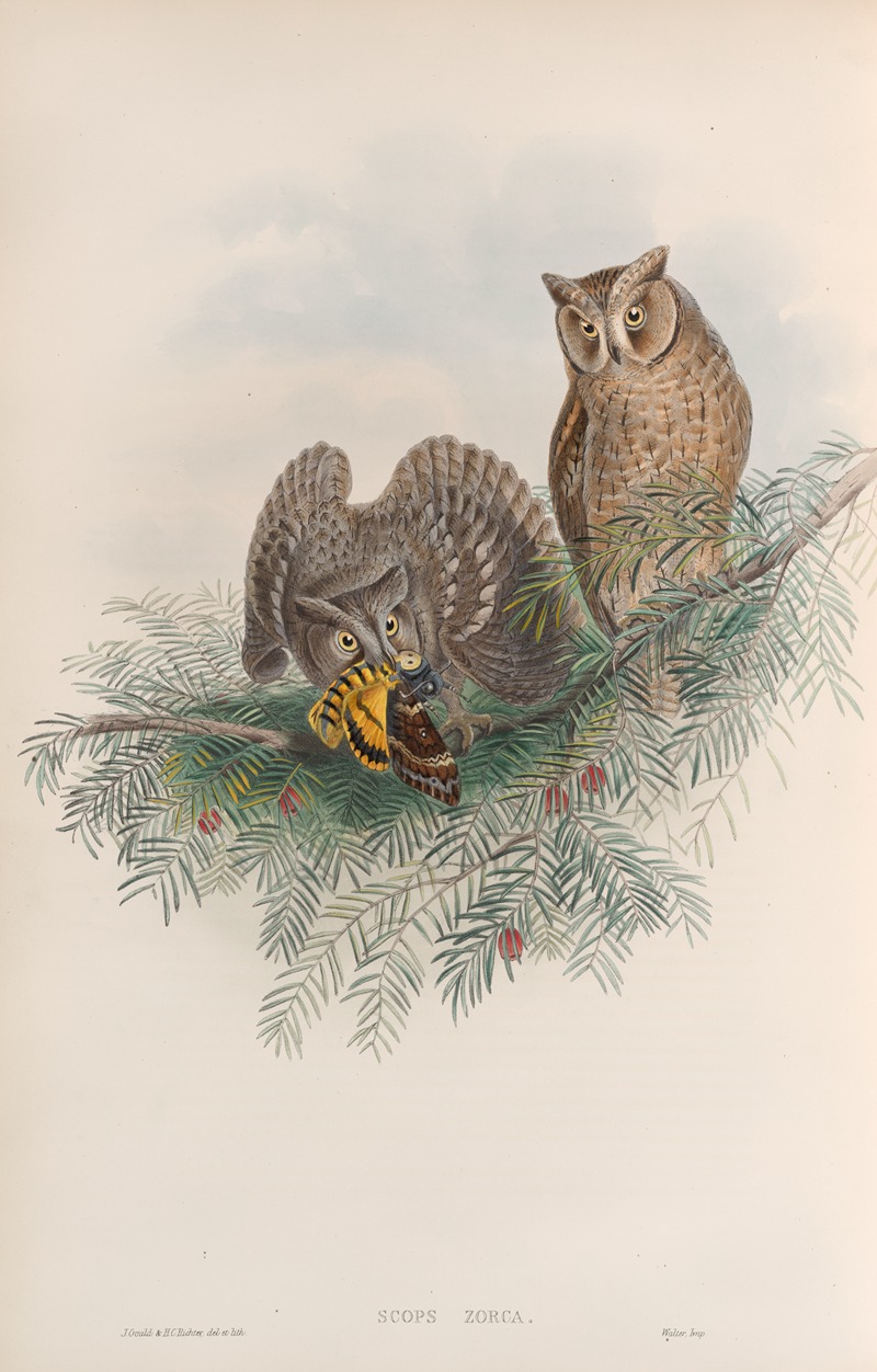 John Gould - Scops zorca. Scops Eared Owl.