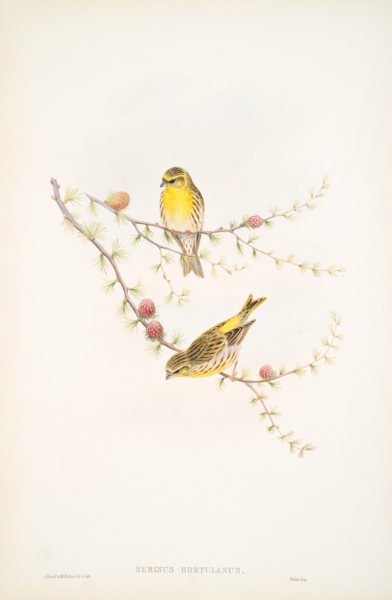 John Gould - Serinus hortulanus. Serin Finch.