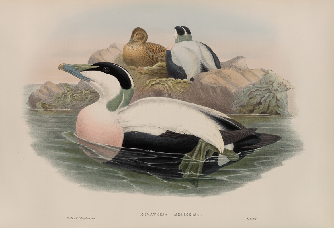 John Gould - Somateria molissima