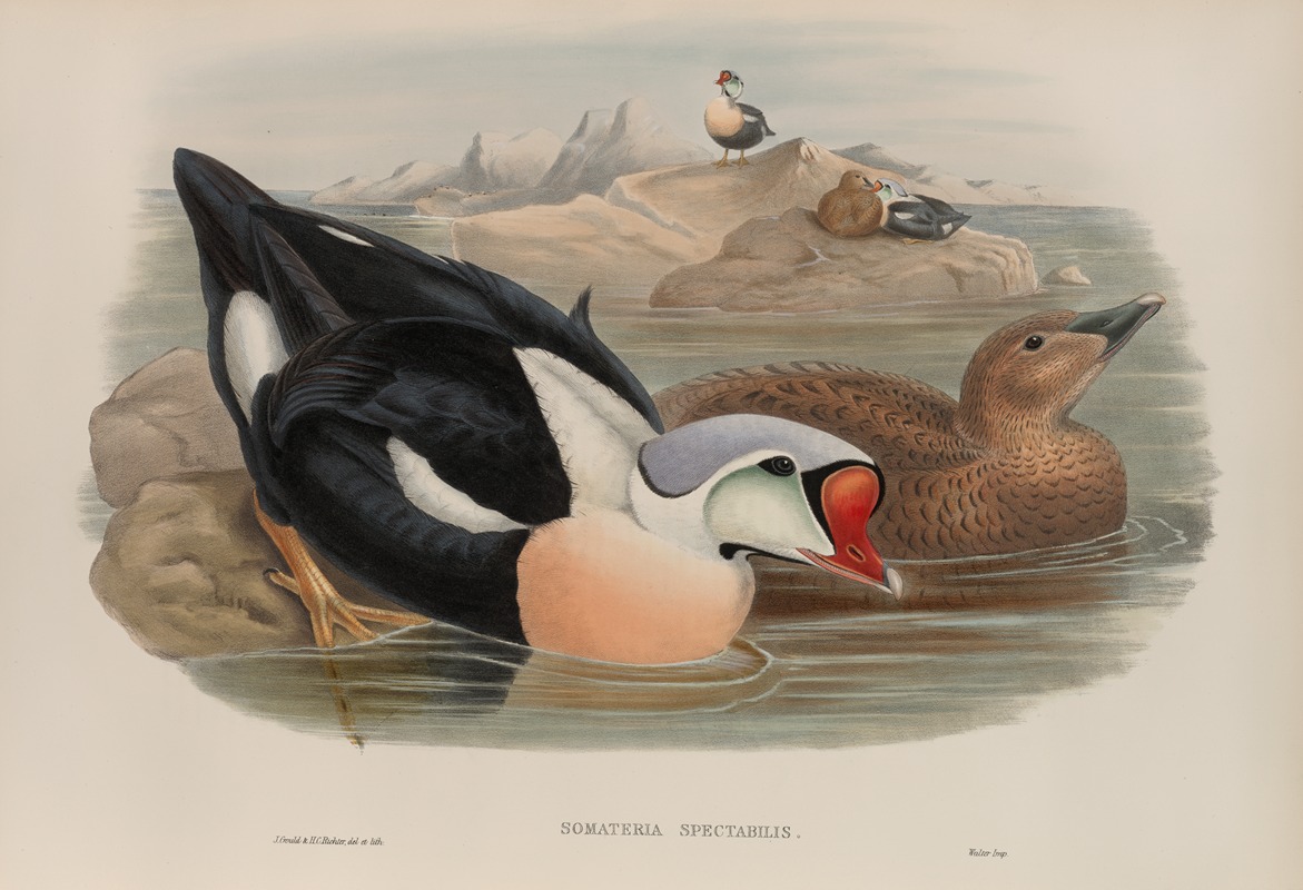 John Gould - Somateria spectabilis. King Duck