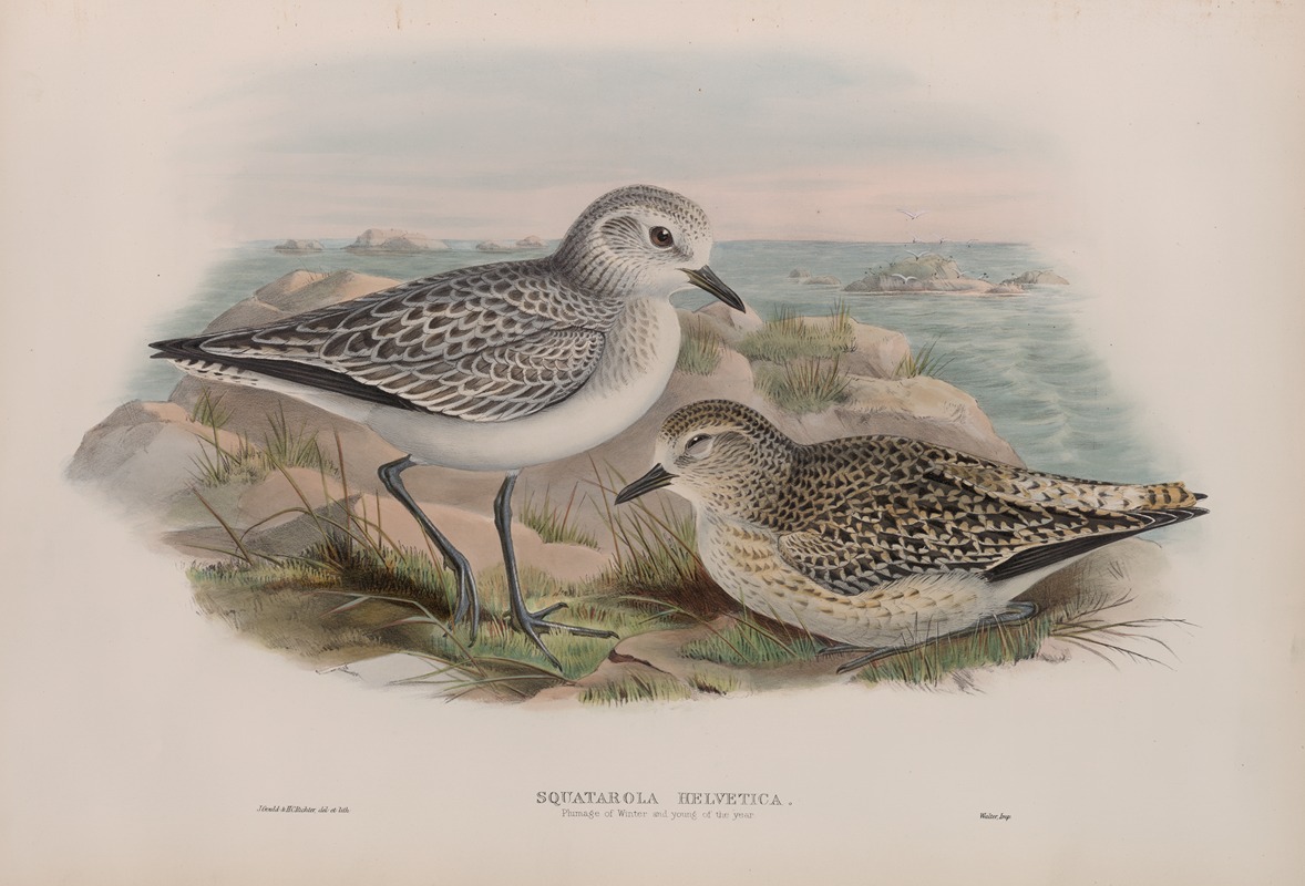 John Gould - Squatarola helvetica. Plumage of Winter and young of the year.