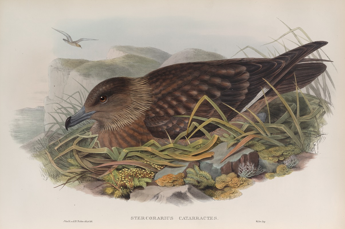 John Gould - Stercorarius catarrhactes. Great Skua.