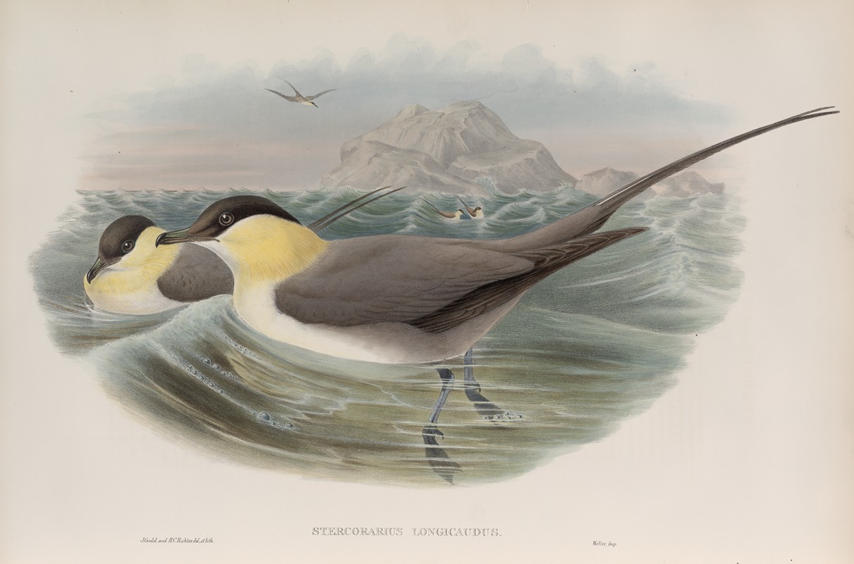 John Gould - Stercorarius longicaudus. Long-tailed Skua.
