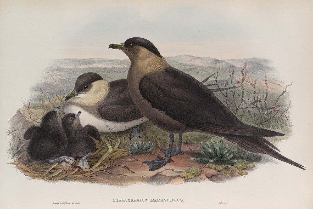 John Gould - Stercorarius parasiticus. Arctic Skua.