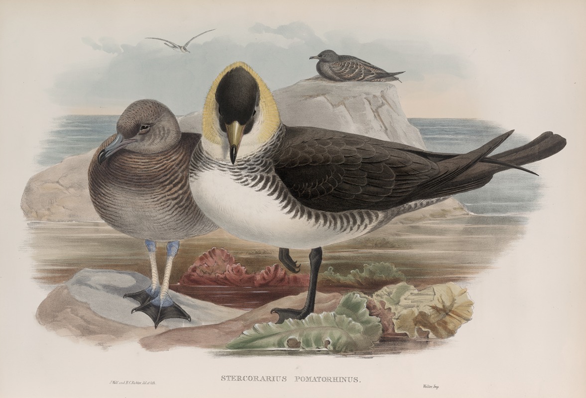 John Gould - Stercorarius pomatorhinus. Pomatorhine Skua.
