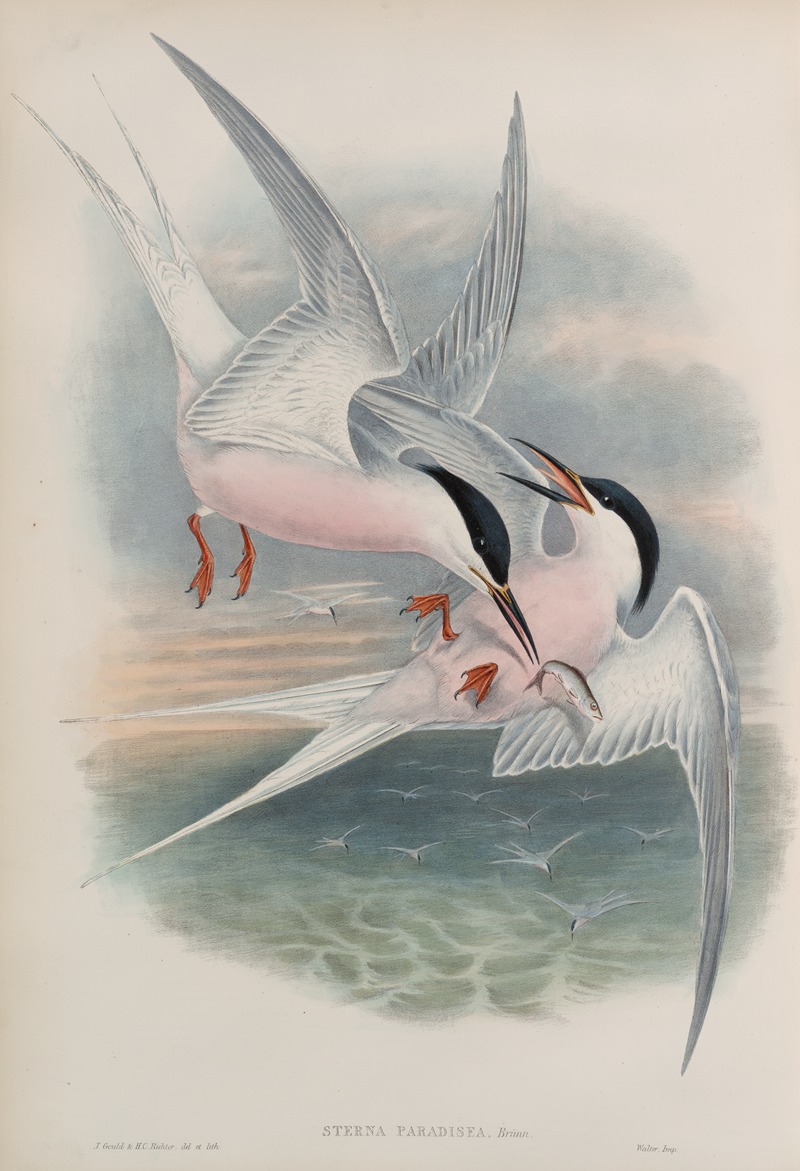 John Gould - Sterna paradisea. Roseate Tern.
