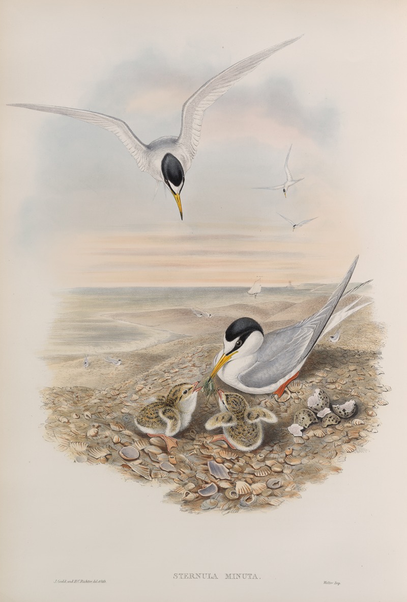 John Gould - Sternula minuta. Little Tern.
