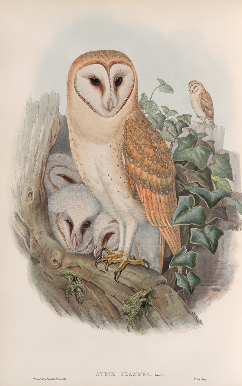 John Gould - Strix flammea. Barn-Owl.