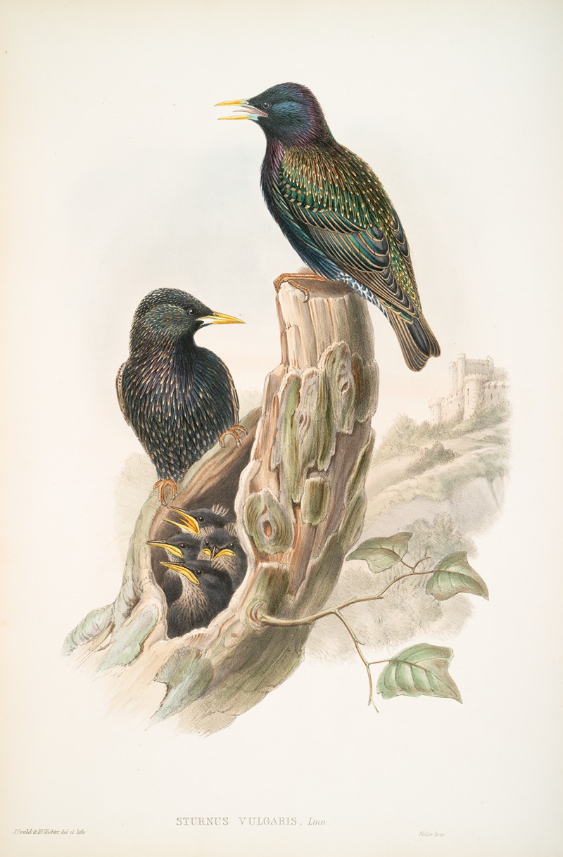 John Gould - Sturnus vulgaris. Starling.