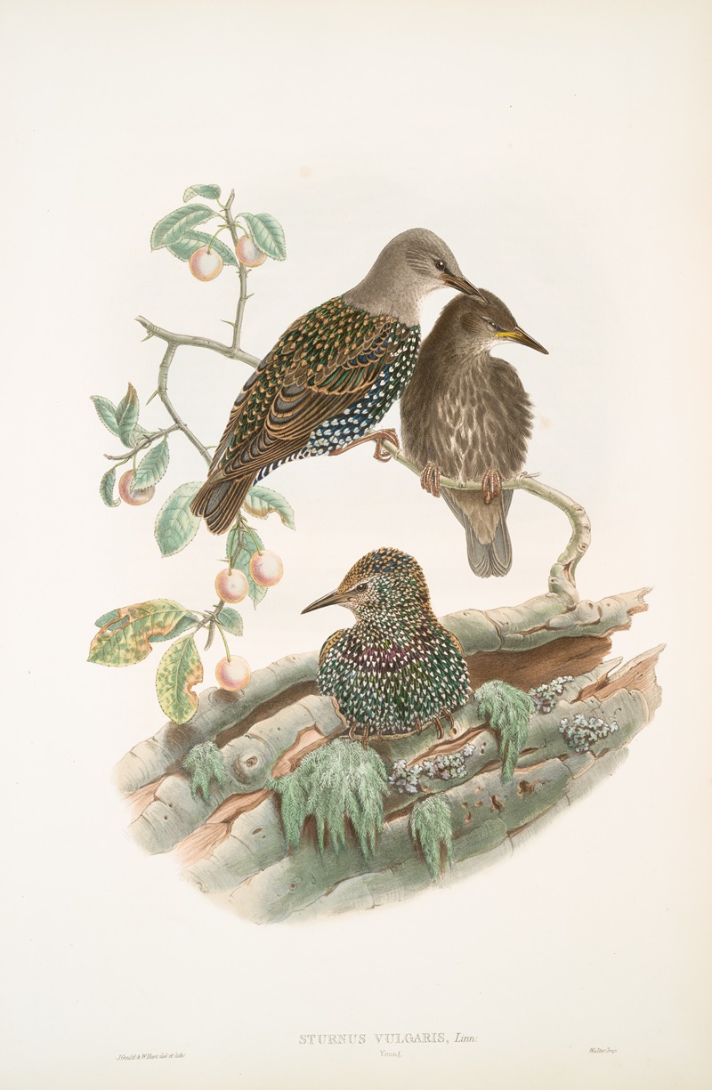 John Gould - Sturnus vulgaris. Young. Starling (young).