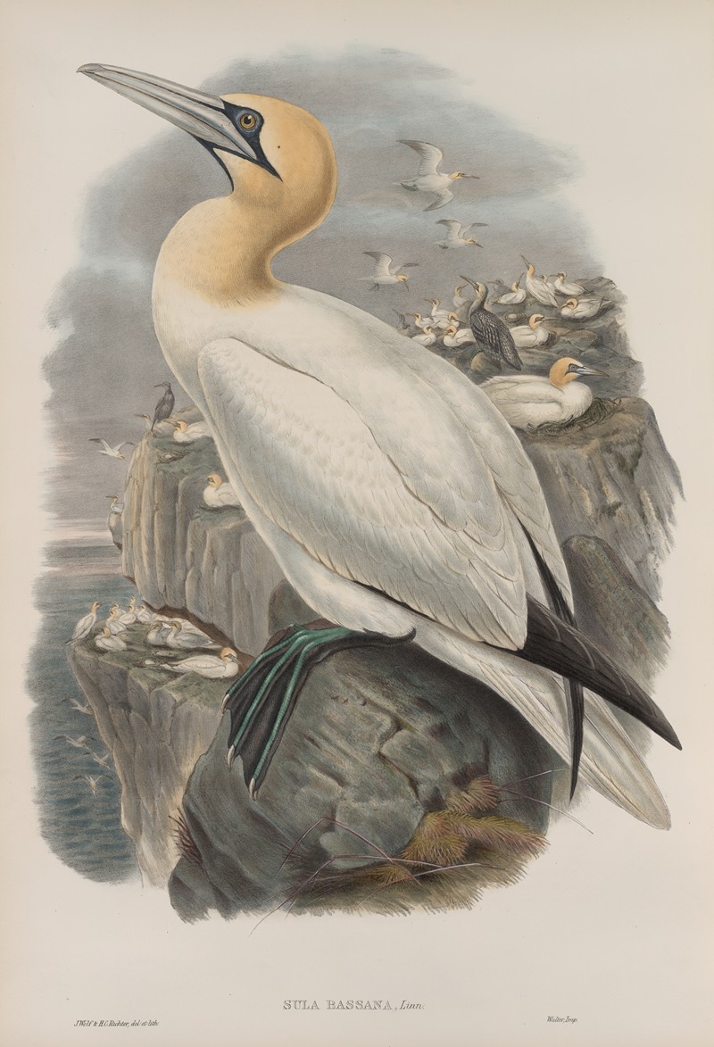 John Gould - Sula bassana. Gannet, or Solan Goose.