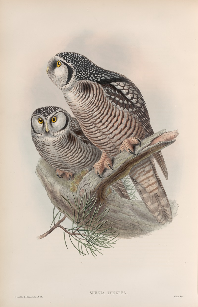 John Gould - Surnia funerea. Hawk Owl.