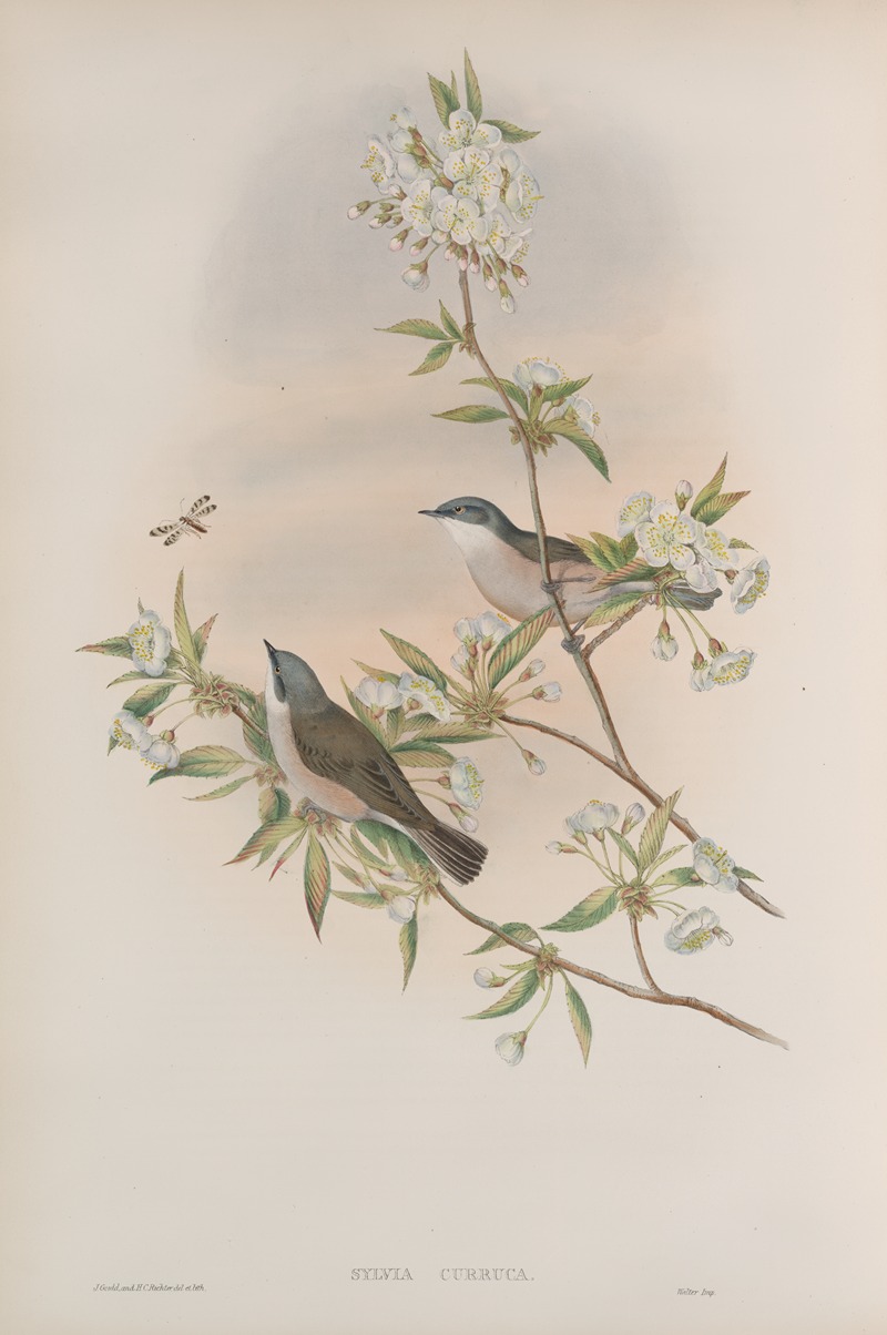 John Gould - Sylvia curruca. Lesser Whitethroat.