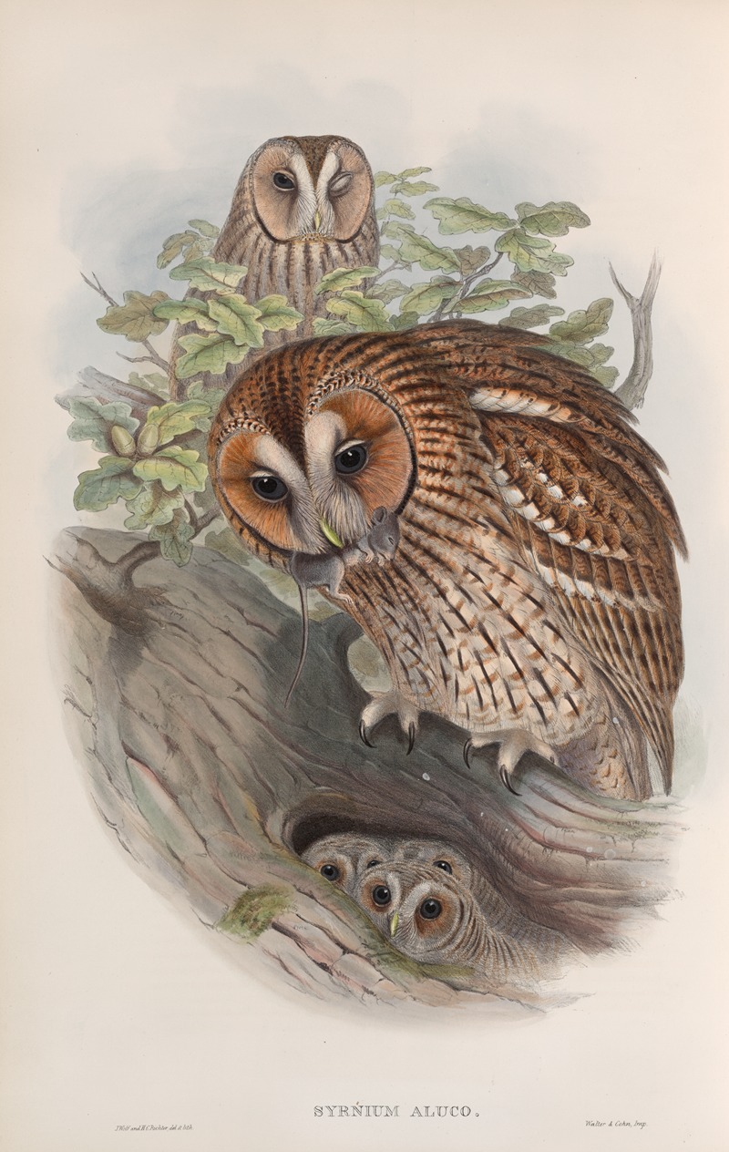John Gould - Syrnium aluco. Tawny or Brown Owl.